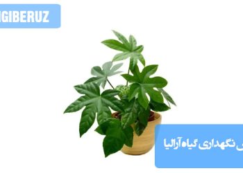 گیاه آرالیا با برگهای پنجهای و سبز تیره در گلدان آپارتمانی، مناسب برای آموزش روشهای نگهداری، میزان نور، آبیاری و دمای مناسب برای رشد
