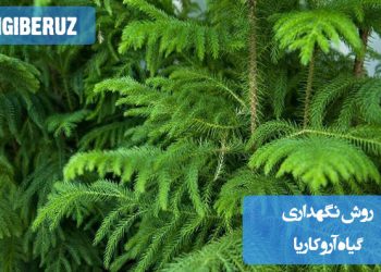 نحوه نگهداری گیاه آروکاریا شامل نیاز به نور غیرمستقیم، آبیاری منظم، رطوبت بالا و دمای معتدل برای رشد و حفظ سلامت این گیاه همیشه سبز و زیبا در محیط داخلی