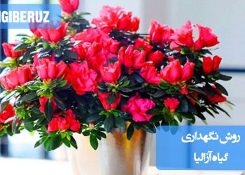 روش نگهداری گیاه آزالیا شامل نیاز به نور غیرمستقیم، آبیاری منظم، خاک اسیدی با زهکشی خوب، رطوبت بالا و دمای خنک برای حفظ گلدهی و سلامت این گیاه زینتی در محیط داخلی