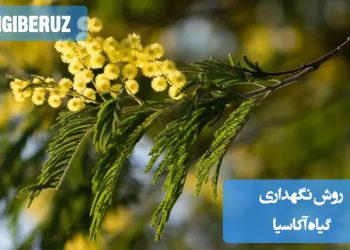 روش نگهداری گیاه آکاسیا شامل نیاز به نور مستقیم، آبیاری متعادل، خاک با زهکشی خوب و دمای گرم برای رشد سالم و حفظ سلامت این گیاه مقاوم و زیبا در محیط‌های داخلی و خارجی