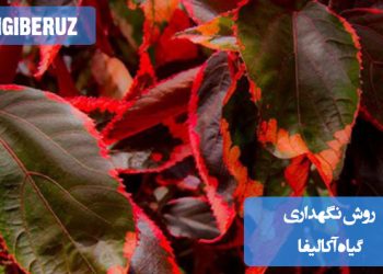 روشهای نگهداری گیاه آکالیفا شامل قرار دادن گیاه در نور غیرمستقیم و محیط گرم، آبیاری منظم برای حفظ رطوبت خاک، و استفاده از خاک با زهکشی خوب برای جلوگیری از پوسیدگی ریشه است. این گیاه به رطوبت بالا نیاز دارد و باید در دمای معتدل نگهداری شود