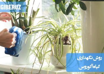 "نگهداری گیاه آکوروس (Acorus): نیاز به نور متوسط تا زیاد، خاک همیشه مرطوب یا غرقابی، مناسب برای حاشیه برکهها و آکواریوم. مقاوم به سرما و نور کم."