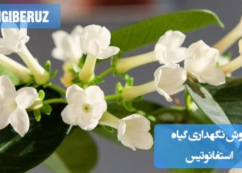 دستورالعملهای نگهداری گیاه استفانوتیس شامل نحوه آبیاری، نور مناسب، دما و رطوبت، مناسب برای نگهداری این گیاه همیشه سبز و معطر در محیط داخلی