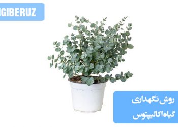 راهنمای کامل نگهداری از گیاه اکالیپتوس