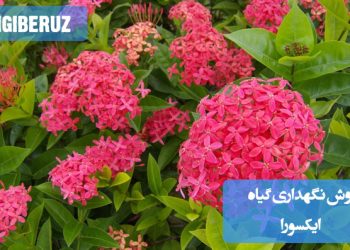 تصویری از گیاه ایکسورا با گلهای رنگارنگ، همراه با نکات نگهداری شامل شرایط نور، آبیاری و دما برای رشد بهینه و شکوفایی این گیاه زیبا