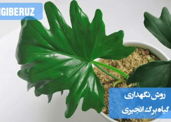روش نگهداری گیاه برگ انجیری؛ نکات آبیاری، نور مناسب و مراقبت برای رشد سالم و شاداب این گیاه آپارتمانی زیبا