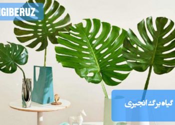 نگهداری گیاه برگ انجیری با شرایط مناسب نور غیرمستقیم، آبیاری منظم و خاک مرطوب برای رشد سالم و بهتر گیاه.