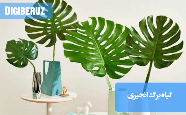 نگهداری گیاه برگ انجیری با شرایط مناسب نور غیرمستقیم، آبیاری منظم و خاک مرطوب برای رشد سالم و بهتر گیاه.