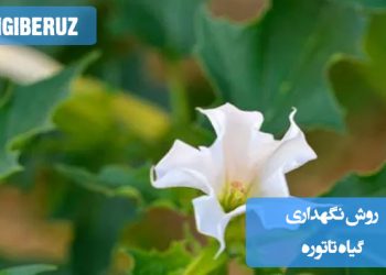 نحوه نگهداری گیاه تاتوره شامل نیاز به نور مستقیم، آبیاری متعادل، خاک با زهکشی خوب و دمای مناسب برای رشد این گیاه مقاوم و زینتی در محیطهای داخلی و خارجی