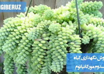 نمای نزدیک از گیاه سدوم مورگانیانوم با برگهای گوشتی و آویزان، مناسب برای آموزش روش نگهداری، نیاز نوری و آبیاری گیاهان ساکولنت در آپارتمان
