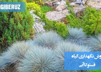 روش‌های صحیح نگهداری و مراقبت از گیاه فستوکا آبی برای رشد بهتر