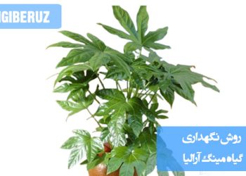 نمایی از گیاه مینگ آرالیا با برگهای سبز و پرپشت، مناسب برای آموزش روشهای نگهداری، آبیاری، نور و دمای ایدهآل در خانه یا محل کار