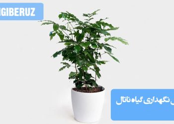 تصویری از گیاه ناتال همراه با نکات نگهداری شامل شرایط نور، آبیاری و دما برای رشد سالم و شکوفایی این گیاه استوایی زیبا