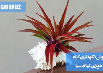 نحوه نگهداری گیاه هوایی تیلاندسیا شامل نیاز به نور غیرمستقیم، آبیاری بخاردهی و دما مناسب برای رشد این گیاه زیبا و مقاوم در فضای داخلی