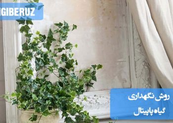 روشهای مراقبت و نگهداری از گیاه پاپیتال آپارتمانی