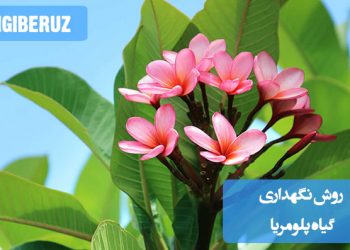 تصویری از گیاه پلومریا با گلهای زیبا و معطر در گلدان، مناسب برای آموزش روشهای نگهداری، آبیاری، نور و دما برای این گیاه استوایی و زینتی