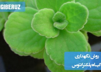 گیاه پلکترانتوس با برگهای معطر، سبز و دندانهدار در گلدان، مناسب برای آموزش روش نگهداری، نور مناسب، آبیاری و دمای ایدهآل این گیاه زینتی و دارویی