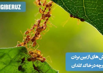 "روشهای از بین بردن مورچه در خاک گلدان با استفاده از راهکارهای طبیعی مانند سرکه، دارچین و تعویض خاک."