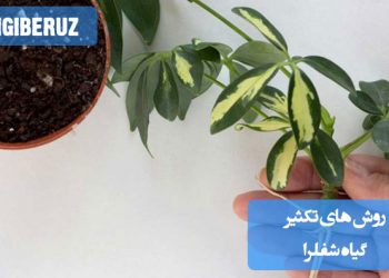 روشهای تکثیر گیاه شفلرا شامل تکثیر از طریق قلمهزنی ساقه، استفاده از هورمون ریشهزایی برای تسریع فرآیند رشد ریشه، و انتخاب خاک مرطوب و با زهکشی مناسب برای رشد بهتر ریشههای تازه و ایجاد گیاهان جدید است