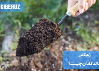 "زهکشی خاک گلدان: فرآیند خارج کردن آب اضافی از گلدان برای جلوگیری از پوسیدگی ریشه"