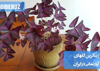ترکیبی از زیباترین گل‌های آپارتمانی محبوب در ایران از جمله بگونیا، ارکیده، آنتوریوم، اسپاتی فیلوم و شفلرا در محیطی نورگیر و دل‌نشین