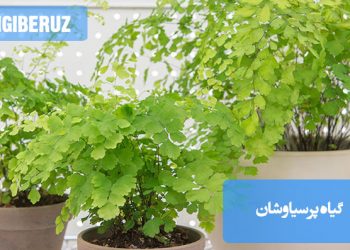 "شرایط نگهداری گیاه پرسیاوشان: خاک مرطوب و زهکشی‌شده، نور غیرمستقیم و آبیاری منظم برای رشد بهتر"