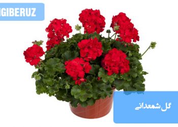 گل شمعدانی با گلهای رنگارنگ و برگهای سبز خوشفرم، قرار گرفته در گلدانی با خاک سبک و غنی؛ در محیطی با نور مستقیم صبحگاهی و آبیاری منظم پس از خشک شدن سطح خاک.