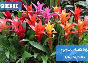 "شرایط نگهداری گیاه گازمانیا: آبیاری ملایم، خاک مرطوب و زهکشیشده، و نور غیرمستقیم برای رشد سالم"