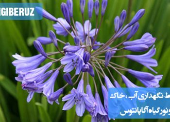 "شرایط نگهداری گیاه آگاپانتوس: آبیاری منظم، خاک زهکشی‌شده و نور مستقیم برای رشد بهینه"