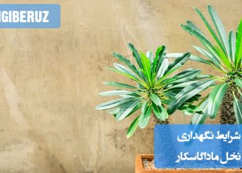 شرایط نگهداری نخل ماداگاسکار، نیازها و روش‌های مراقبت از این گیاه زیبا برای رشد سالم و مناسب در فضای داخلی
