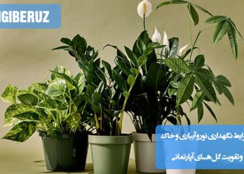 چندین گلدان گل آپارتمانی سالم و سرسبز در نور طبیعی کنار پنجره؛ نمایش شرایط ایده‌آل نگهداری شامل نور غیرمستقیم، خاک سبک و غنی، آبیاری منظم و استفاده از تقویت‌کننده‌های طبیعی گیاهان.