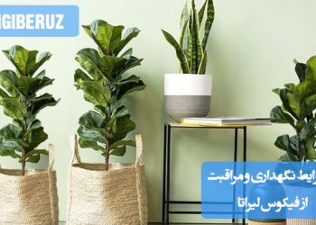 فیکوس لیراتا نیاز به نور روشن غیرمستقیم، آبیاری منظم با خاکی با زهکشی خوب و دمای معتدل دارد. این گیاه به رطوبت بالا و محیطی گرم و بدون تغییرات دمایی ناگهانی برای رشد بهتر نیاز دارد.