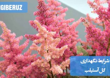 شرایط نگهداری گل آستیلب شامل نور ملایم، آبیاری منظم، رطوبت بالا و دمای مناسب برای رشد و گل‌دهی این گیاه زینتی و مقاوم در محیط داخلی