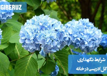 "شرایط نگهداری گل ادریسی در خانه شامل نور کافی، آبیاری منظم و دمای مناسب برای رشد سالم."