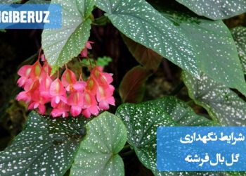 شرایط ایدهآل رشد گل بال فرشته با نور غیرمستقیم و خاک مناسب