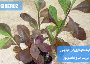 شرایط نگهداری گل فردوس شامل نور غیرمستقیم، آبیاری منظم و استفاده از خاک سبک و مرطوب برای رشد سالم گیاه.