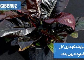 گیاه فیلودندرون بلک در گلدان، با شرایط نگهداری مناسب شامل نور غیرمستقیم، خاک مرطوب و آبیاری منظم.