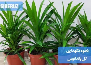 شرایط نگهداری گل پاندانوس با نور مناسب غیرمستقیم، آبیاری منظم و خاک مرطوب برای رشد بهتر و حفظ سلامت گیاه.