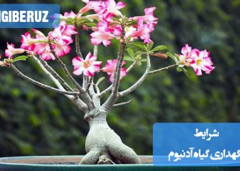 "شرایط نگهداری گیاه آدنیوم (رز صحرایی): نیاز به نور کامل آفتاب، آبیاری کم پس از خشک شدن خاک، خاک سبک با زهکشی عالی و دمای گرم. مقاوم به خشکی و مناسب برای بونسای."