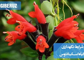 آموزش نگهداری گیاه اسکینانتوس با تأکید بر شرایط نوری و آبیاری مناسب