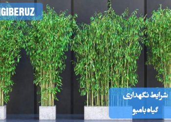 شرایط نگهداری گیاه بامبو شامل نور غیرمستقیم، آبیاری منظم و استفاده از خاک سبک و مرطوب برای رشد سالم گیاه.