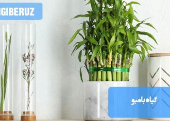 شرایط نگهداری گیاه بامبو؛ نکات مهم درباره نور، دما، آبیاری و خاک مناسب برای رشد بهینه و سلامت گیاه بامبو