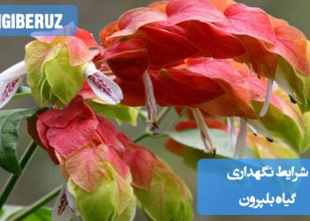 شرایط نگهداری گیاه بلپرون شامل نیاز به نور غیرمستقیم، آبیاری منظم و دمای مناسب برای رشد بهینه این گیاه زینتی و مقاوم در محیط داخلی