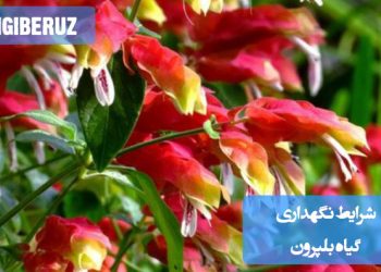 "شرایط نگهداری گیاه بلپرون: آبیاری منظم، خاک مرطوب و زهکشیشده، و نور غیرمستقیم برای رشد بهینه"