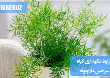 گیاه سرخس مارچوبه با برگ‌های نازک، پرپشت و سبز روشن در گلدان، قرار گرفته در محیطی با نور غیرمستقیم، خاک مرطوب و زه‌کشی خوب؛ نمادی از شرایط ایده‌آل نگهداری این گیاه آپارتمانی مقاوم.