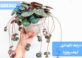 شرایط نگهداری گیاه سروپژیا شامل نیاز به نور غیرمستقیم، آبیاری منظم و خاک مرطوب با زهکشی خوب، همراه با دمای معتدل برای رشد سالم و جلوگیری از مشکلات ریشه‌ای و برگ‌ها در محیط‌های داخلی