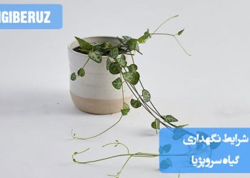 شرایط نگهداری گیاه سروپژیا شامل نیاز به نور غیرمستقیم و روشن، آبیاری منظم با دقت برای جلوگیری از پوسیدگی ریشه، خاک مرطوب و زهکشی خوب، دمای معتدل و رطوبت نسبی بالا برای رشد بهینه این گیاه مقاوم در محیطهای داخلی