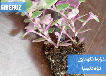 کالیسیا نیاز به نور غیرمستقیم، آبیاری منظم با خاکی مرطوب و زهکشی خوب دارد. این گیاه به دمای معتدل و رطوبت متوسط نیاز دارد و باید از تغییرات شدید دما محافظت شود.