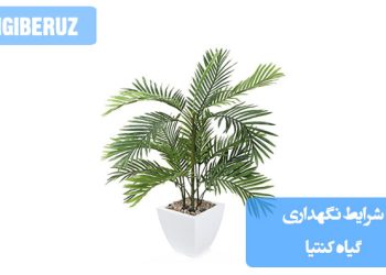 تصویری از گیاه کنتیا با برگهای سبز و ظریف، همراه با نکات نگهداری شامل شرایط نور، آبیاری و دمای مناسب برای رشد بهینه و حفظ زیبایی این گیاه آپارتمانی