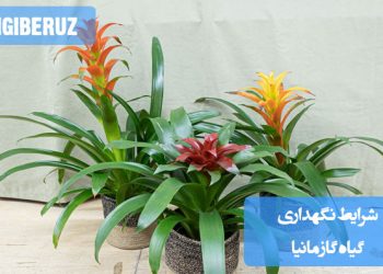 تصویری از گیاه گازمانیا با توضیحاتی در مورد شرایط نگهداری این گیاه آپارتمانی، شامل نور، آبیاری، دما و رطوبت مناسب برای رشد